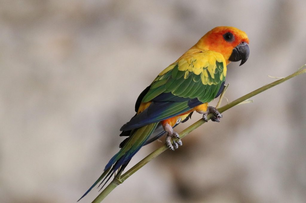bird, parrot, ornithology, species, fauna, avian, animal, sun conure, exotic, zoo, brazil, guyana, forest, protection, nature, guyana, guyana, guyana, guyana, guyana